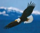 Орел с опущенными крыльями настежь в поле